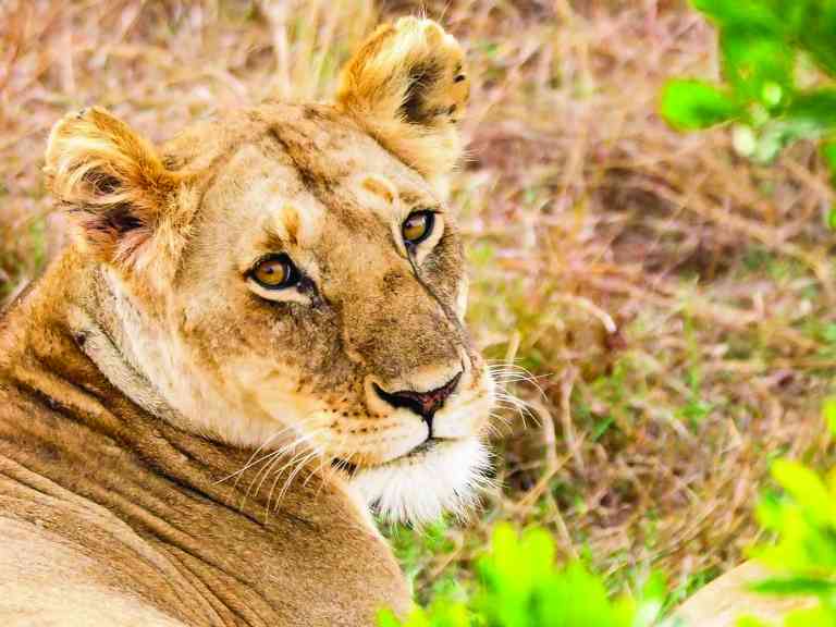 Lioness, Maasai Mara, Kenya by Emily Fraser