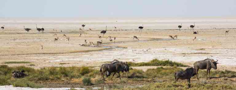 Etosha National Park, Namibia by Graham Meale